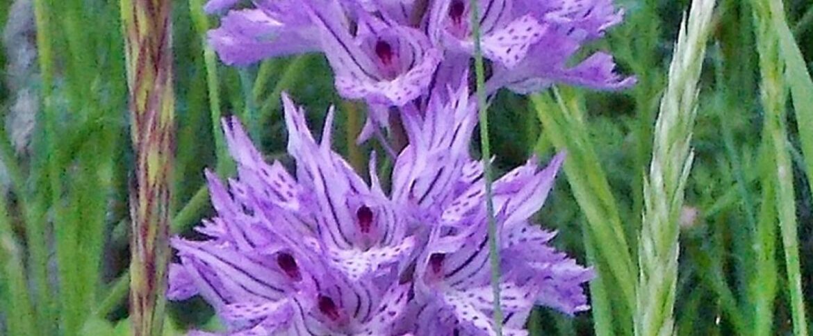 Senza barriere nella Valle delle orchidee